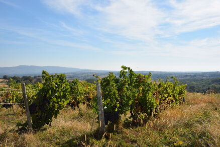 Le tour de Lentilly, des Coteaux du Lyonnais aux Crémants de Bourgogne