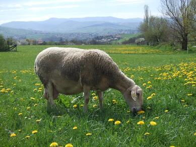 Visite de la ferme des Lacaunes