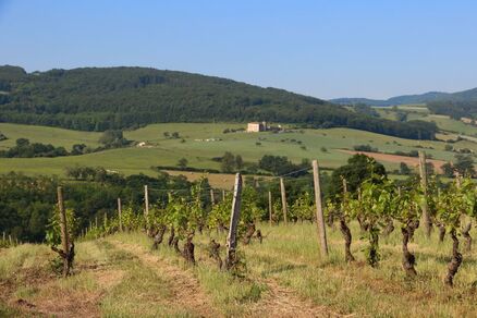 Circuit VTT n°52 : Entre vignes et bois