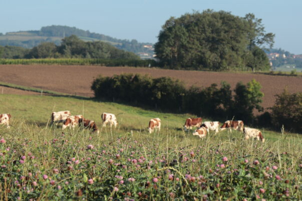 S’échapper dans les Monts du Lyonnais sans voiture, c’est possible !